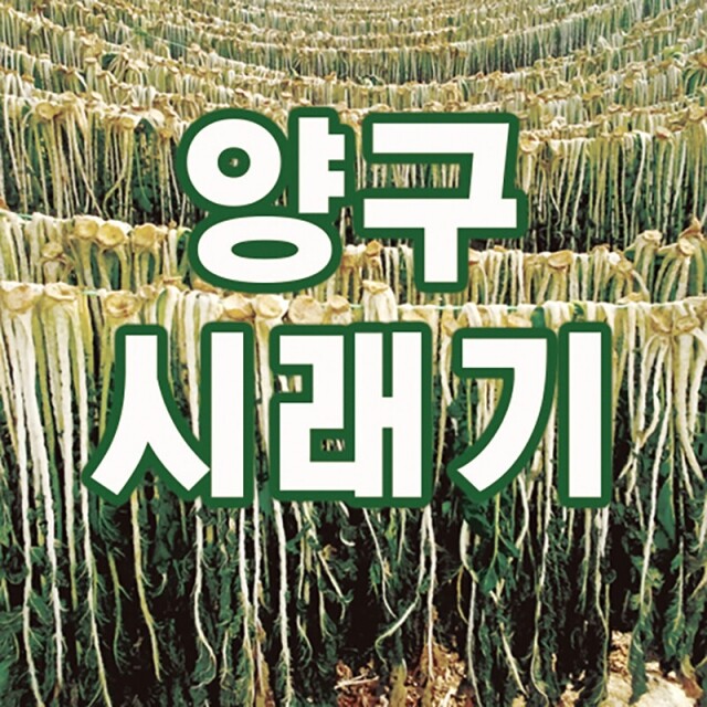 양구몰,시래기(1kg)